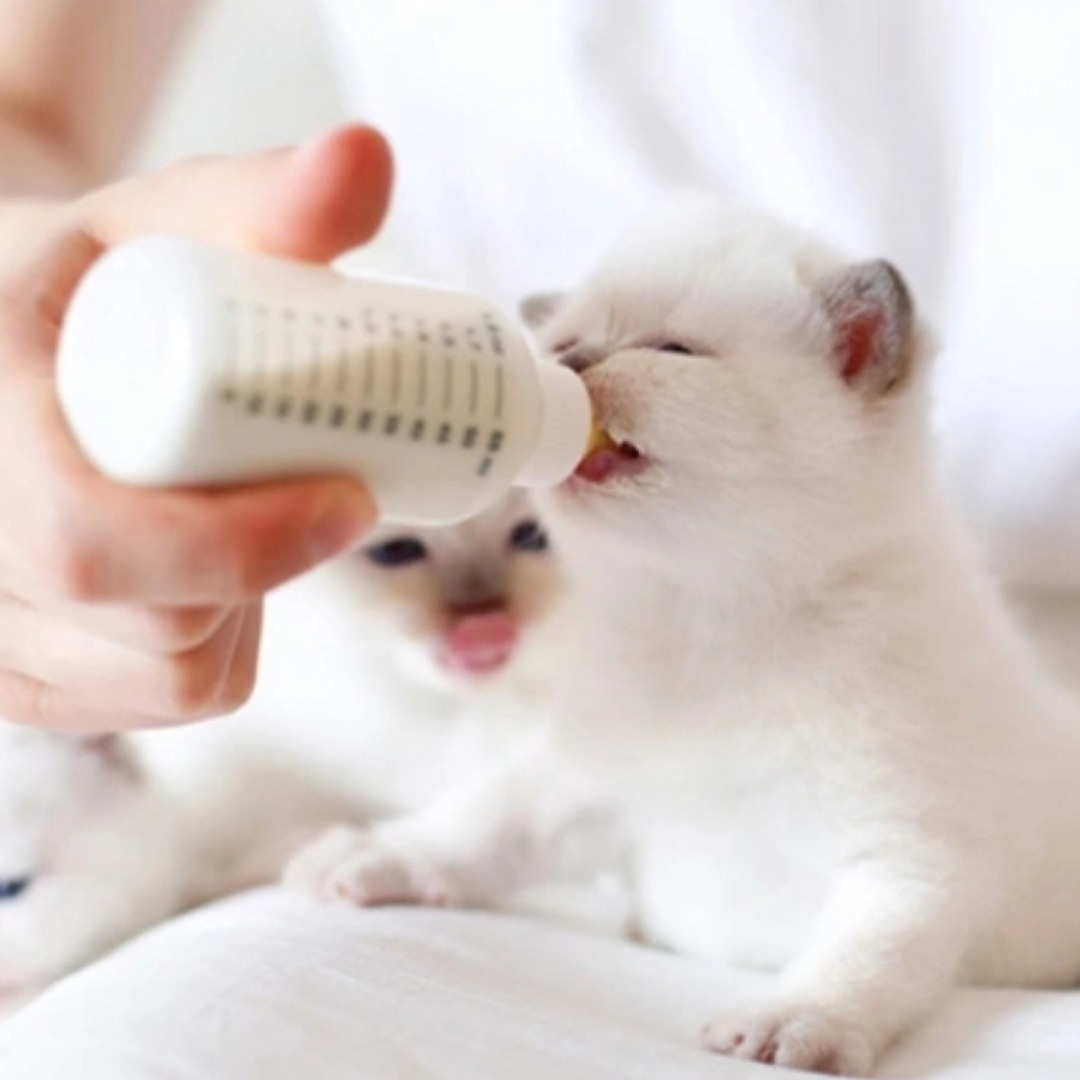 Biberon pour chat et chien 